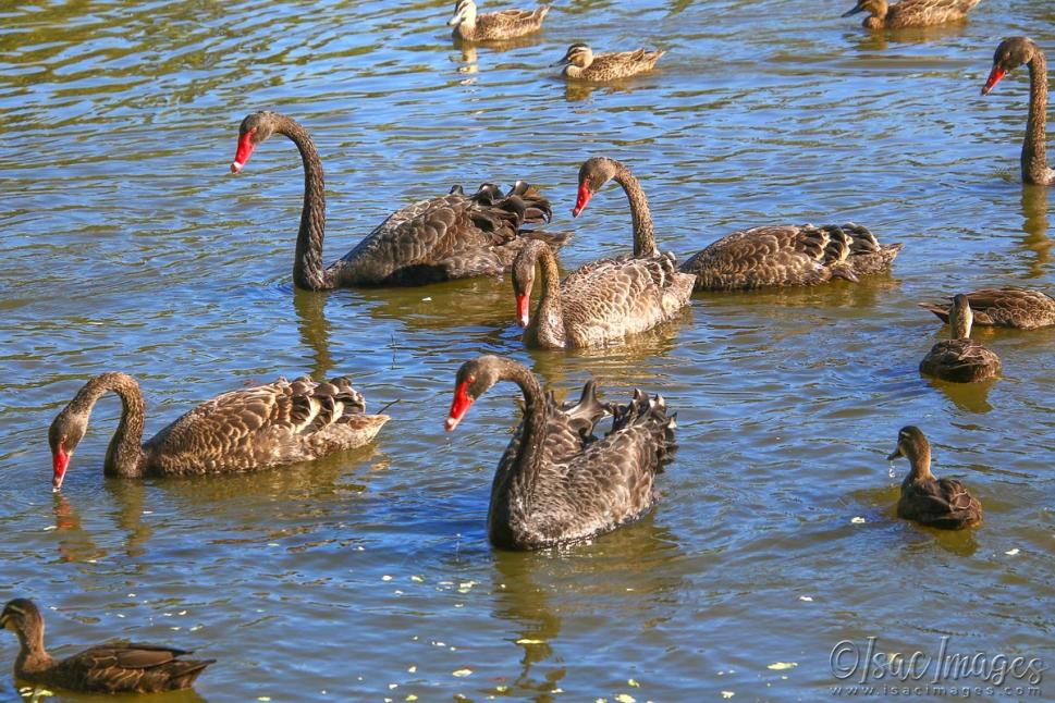 Click image for larger version

Name:	5669-Lake_Many_Ducks.jpg
Views:	41
Size:	142.6 KB
ID:	483449