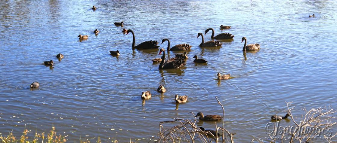 Click image for larger version

Name:	5666-Lake_Many_Ducks.jpg
Views:	36
Size:	113.6 KB
ID:	483450