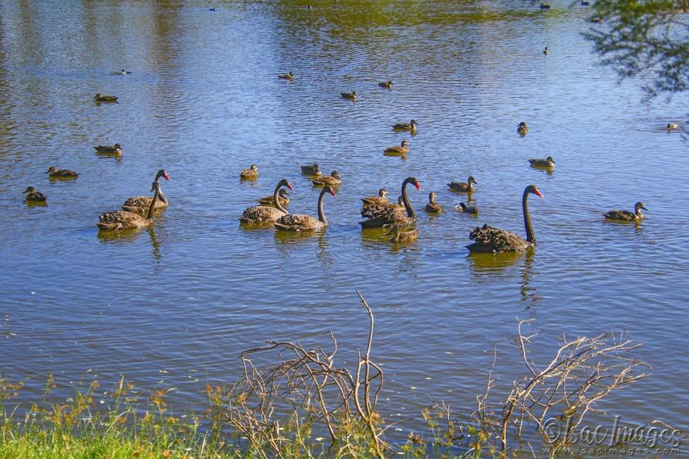 Click image for larger version

Name:	5662-Lake_Many_Ducks.jpg
Views:	38
Size:	140.2 KB
ID:	483451