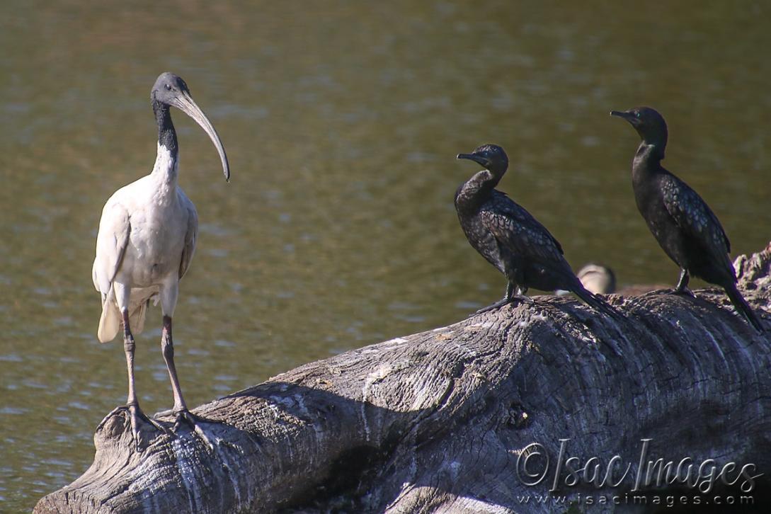 Click image for larger version

Name:	5834-Lake_Log.jpg
Views:	42
Size:	97.6 KB
ID:	483484