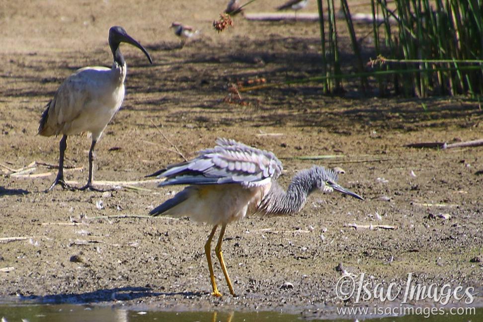 Click image for larger version

Name:	6391_White_Faced_Heron.jpg
Views:	59
Size:	134.2 KB
ID:	483633