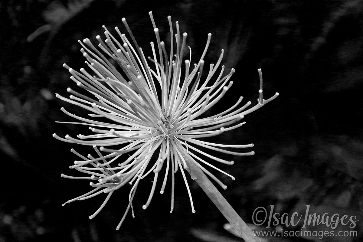 Click image for larger version

Name:	6751-Agapantha_BW.jpg
Views:	75
Size:	480.1 KB
ID:	483999