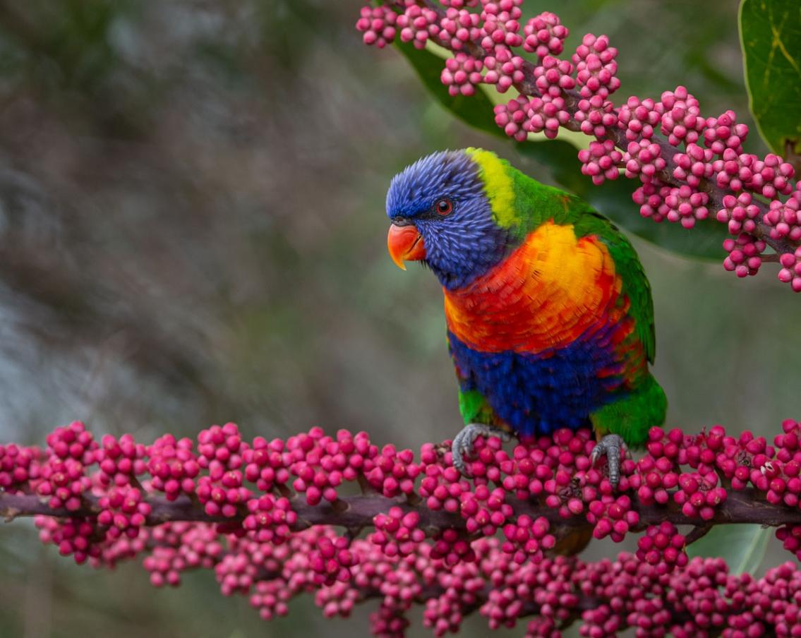 Click image for larger version

Name:	20220215_RainbowLorikeets_0009.jpg
Views:	67
Size:	112.0 KB
ID:	484031