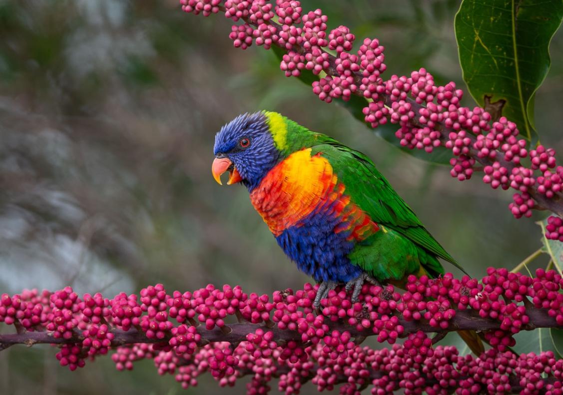 Click image for larger version

Name:	20220215_RainbowLorikeets_0011.jpg
Views:	65
Size:	113.7 KB
ID:	484032