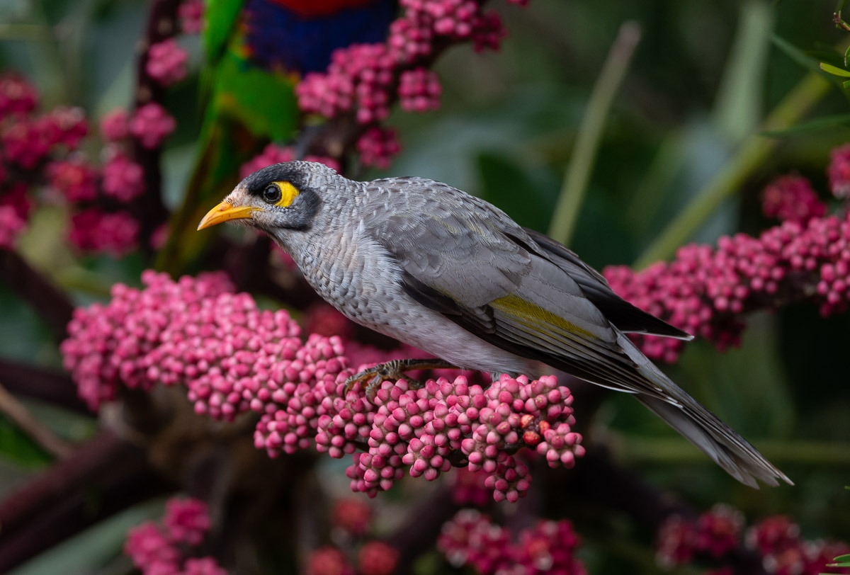 Click image for larger version

Name:	20220215_RainbowLorikeets_0018.jpg
Views:	68
Size:	446.6 KB
ID:	484033