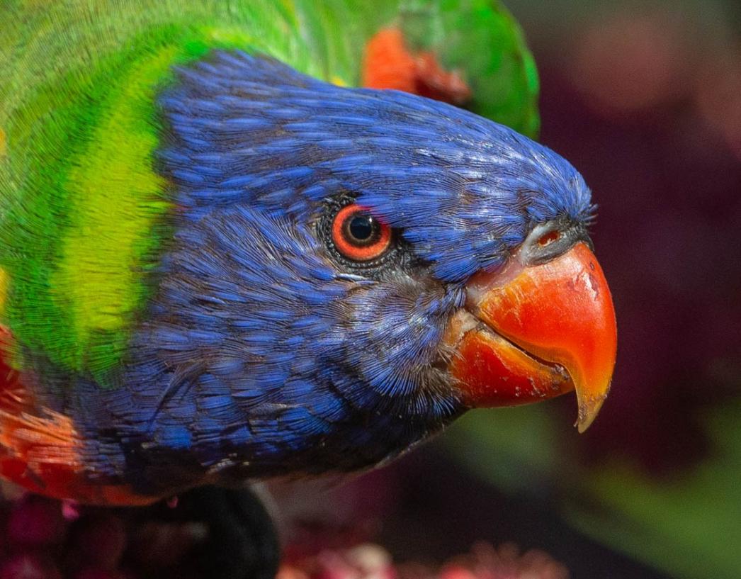 Click image for larger version

Name:	20220301_Lorikeets_0049_crop.jpg
Views:	56
Size:	122.0 KB
ID:	484288