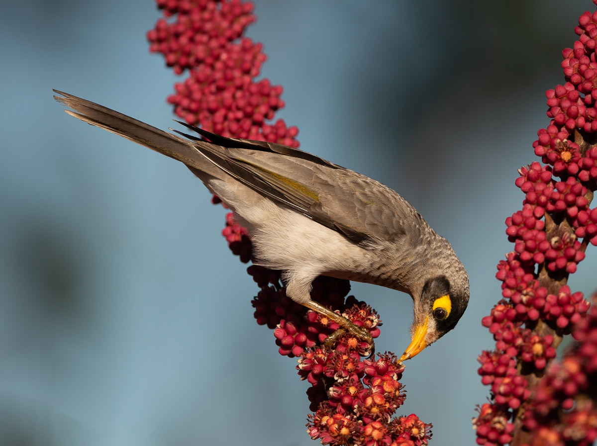 Click image for larger version

Name:	20220301_Lorikeets_0058-Edit.jpg
Views:	44
Size:	468.9 KB
ID:	484316