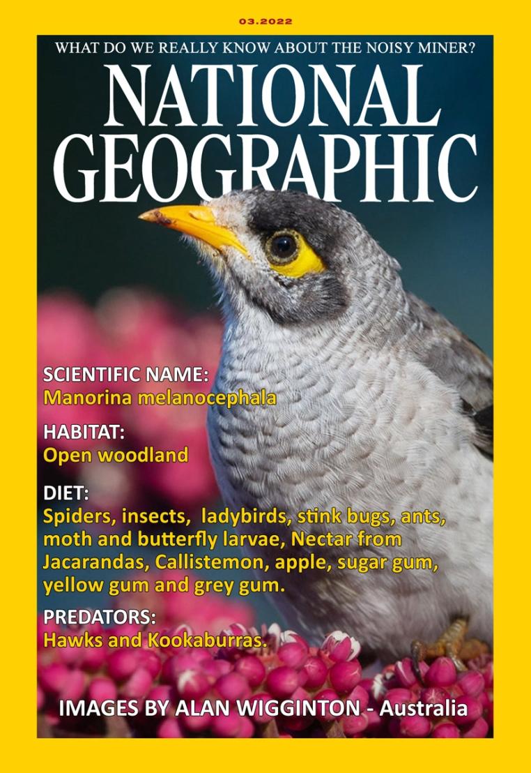 Click image for larger version

Name:	National-Geographic-NOISY_MINER.jpg
Views:	47
Size:	133.4 KB
ID:	484325