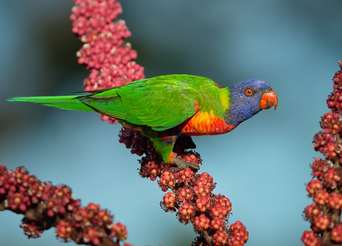 Click image for larger version  Name:	20220305_Lori9keets_0220.jpg Views:	3 Size:	443.9 KB ID:	484336