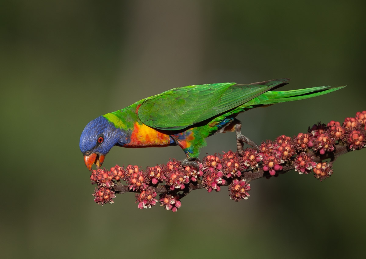 Click image for larger version  Name:	20220305_Lori9keets_0238.jpg Views:	2 Size:	373.0 KB ID:	484338