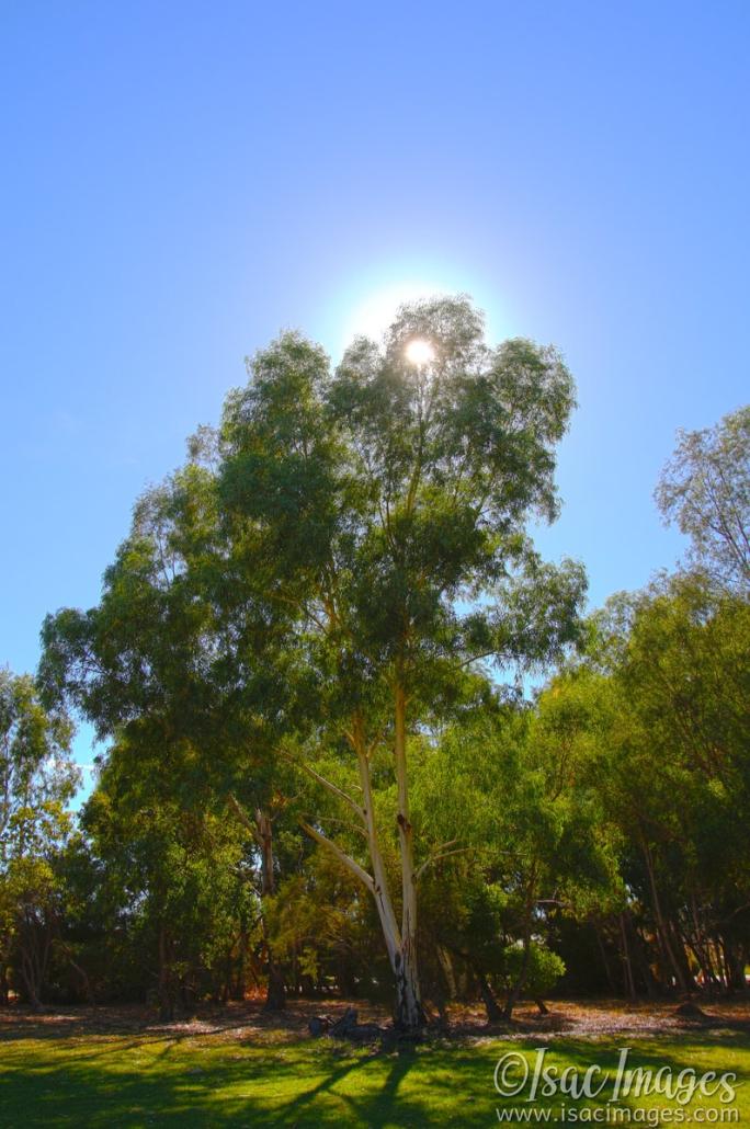 Click image for larger version

Name:	7245-Sun_Flare.jpg
Views:	35
Size:	104.2 KB
ID:	484377
