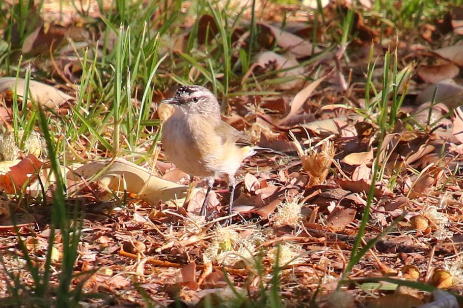 Click image for larger version

Name:	7269-Bird_ID.jpg
Views:	61
Size:	134.8 KB
ID:	484471
