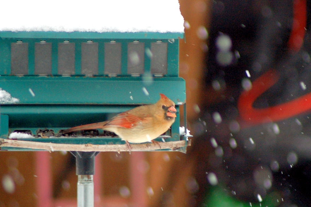 Click image for larger version

Name:	Cardinal_7905.jpg
Views:	38
Size:	348.1 KB
ID:	484542