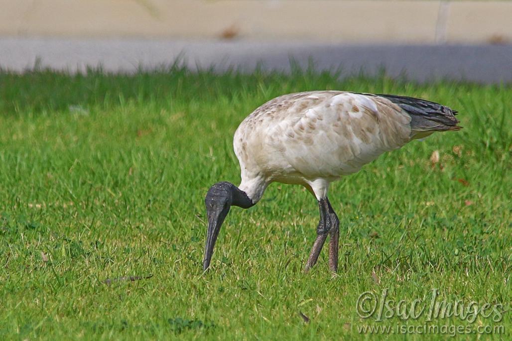 Click image for larger version

Name:	7310-Ibis.jpg
Views:	60
Size:	114.2 KB
ID:	484572