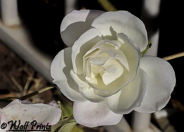Click image for larger version

Name:	IMG_3697.jpg
Views:	55
Size:	89.1 KB
ID:	464374