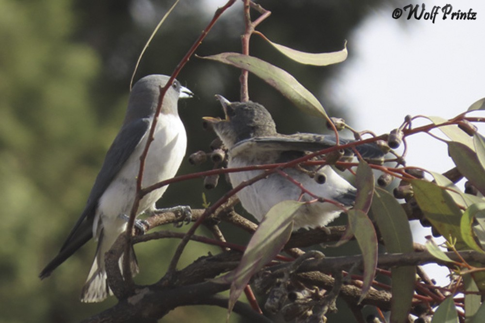Click image for larger version

Name:	IMG_5005.jpg
Views:	42
Size:	113.0 KB
ID:	462711