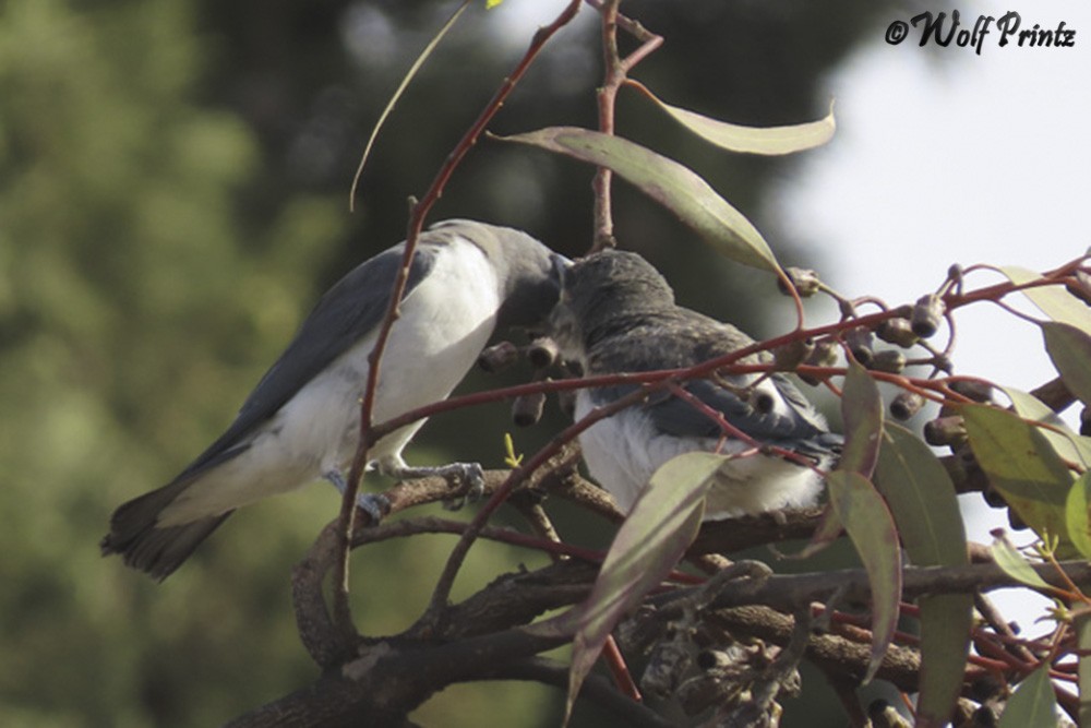 Click image for larger version

Name:	IMG_5019.jpg
Views:	53
Size:	110.3 KB
ID:	462712