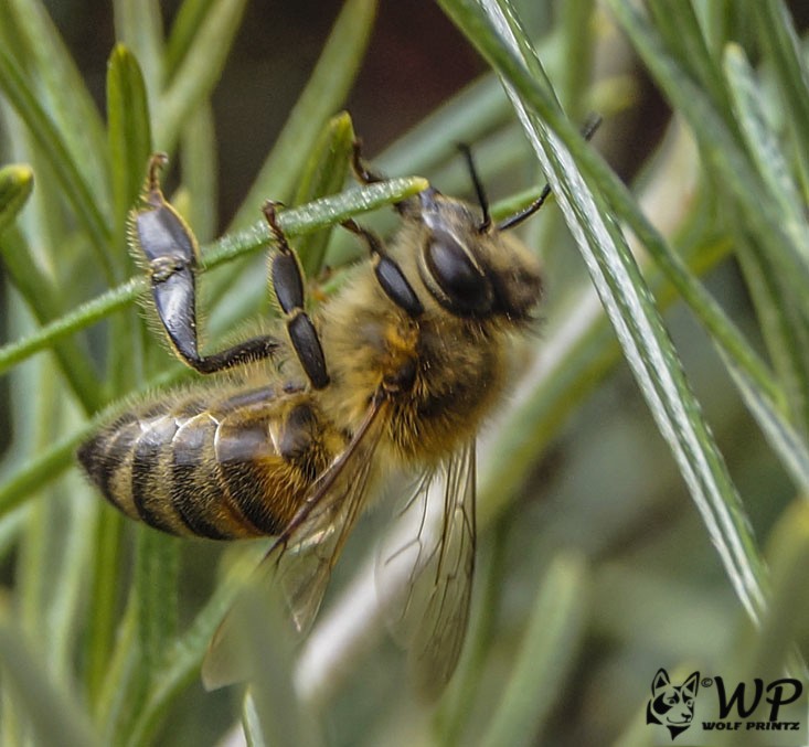 Click image for larger version

Name:	Bee 08-09-2017   (57).jpg
Views:	50
Size:	101.2 KB
ID:	459883