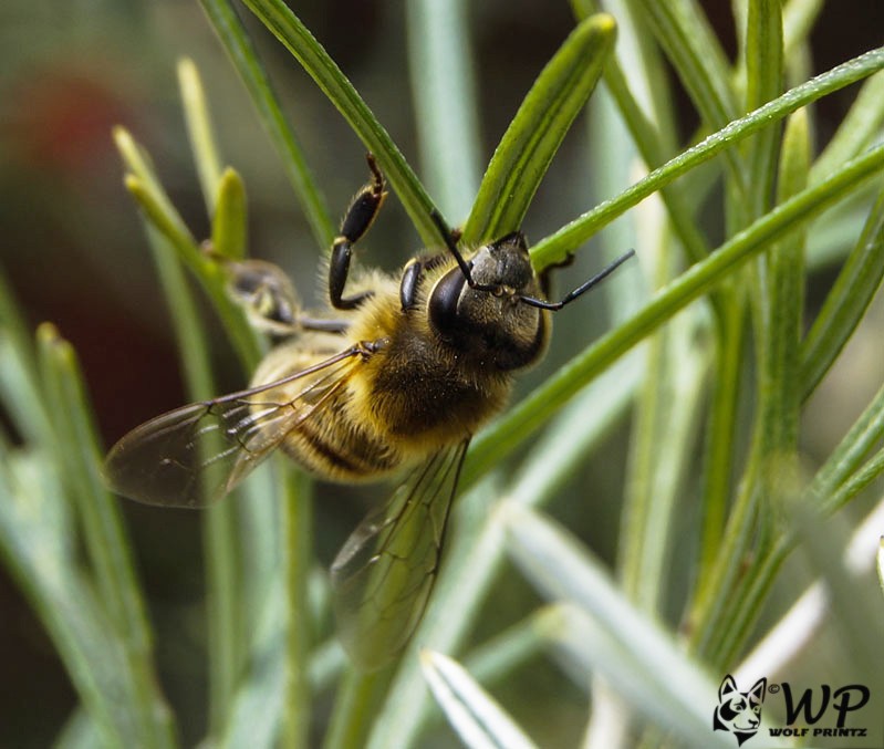 Click image for larger version

Name:	Bee 08-09-2017   (14).jpg
Views:	51
Size:	94.3 KB
ID:	459885
