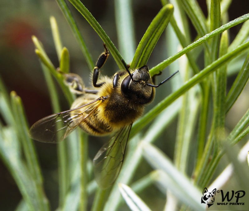 Click image for larger version

Name:	Bee 08-09-2017   (143).jpg
Views:	57
Size:	96.5 KB
ID:	459884