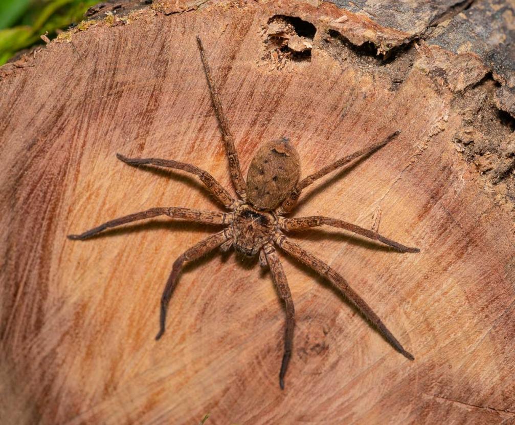 Click image for larger version

Name:	20220402_Huntsman_0011.jpg
Views:	67
Size:	164.3 KB
ID:	485240