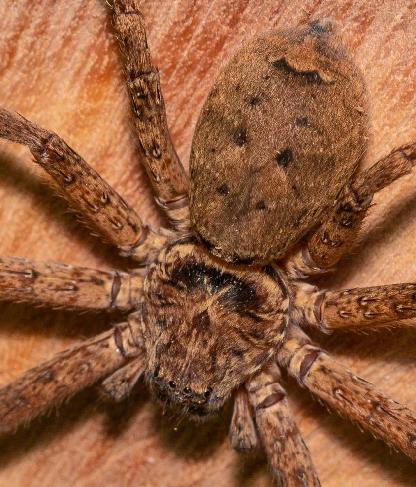 Click image for larger version

Name:	20220402_Huntsman_0011_crop.jpg
Views:	64
Size:	160.9 KB
ID:	485241