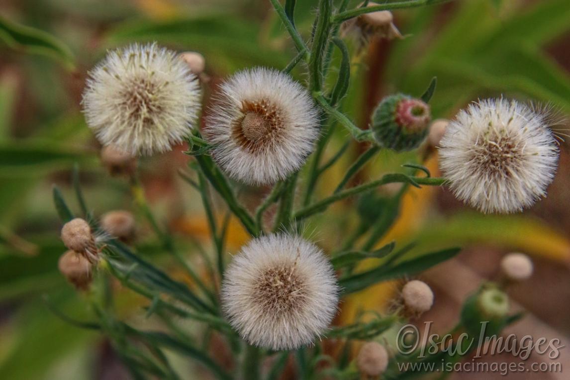 Click image for larger version

Name:	7933-Sow_Thistles.jpg
Views:	66
Size:	91.2 KB
ID:	485328