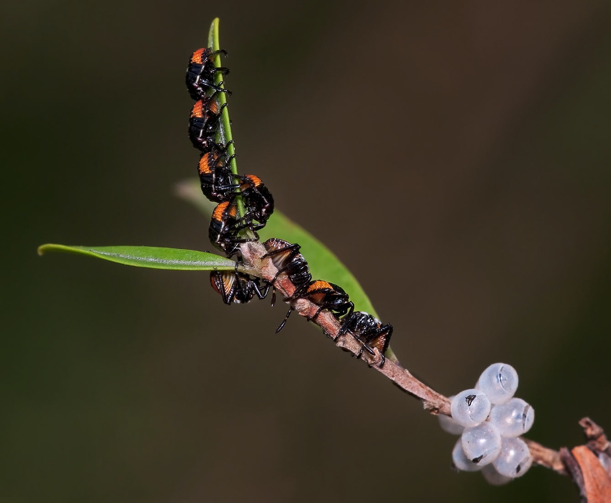 Click image for larger version

Name:	7132_NewlyHatchedBugs.jpg
Views:	55
Size:	303.7 KB
ID:	485395