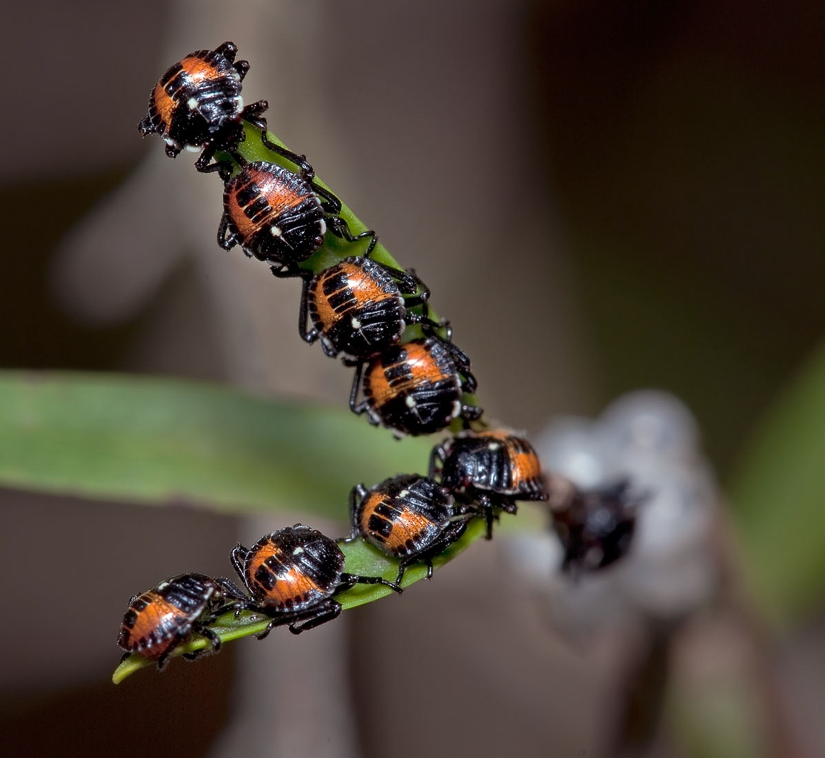 Click image for larger version

Name:	7116_NewHatchedBugs.jpg
Views:	57
Size:	396.2 KB
ID:	485396