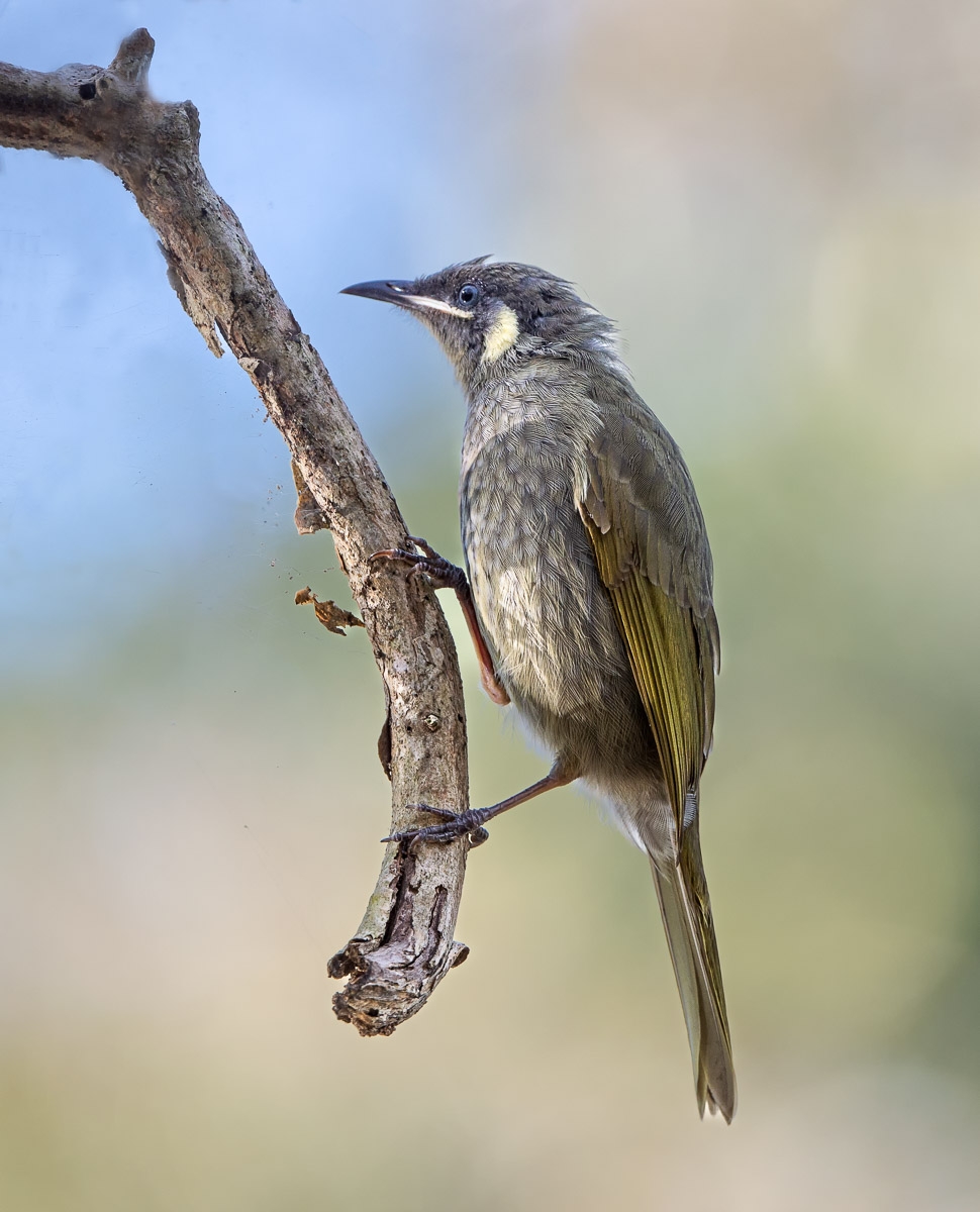 Click image for larger version

Name:	20220411_EaglebyWetlands_0170-Edit.jpg
Views:	97
Size:	422.4 KB
ID:	485419