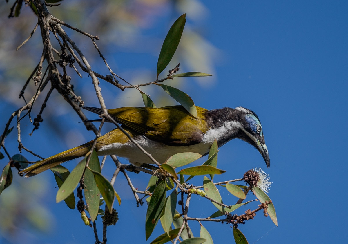 Click image for larger version

Name:	20220411_EaglebyWetlands_0131.jpg
Views:	46
Size:	495.8 KB
ID:	485437