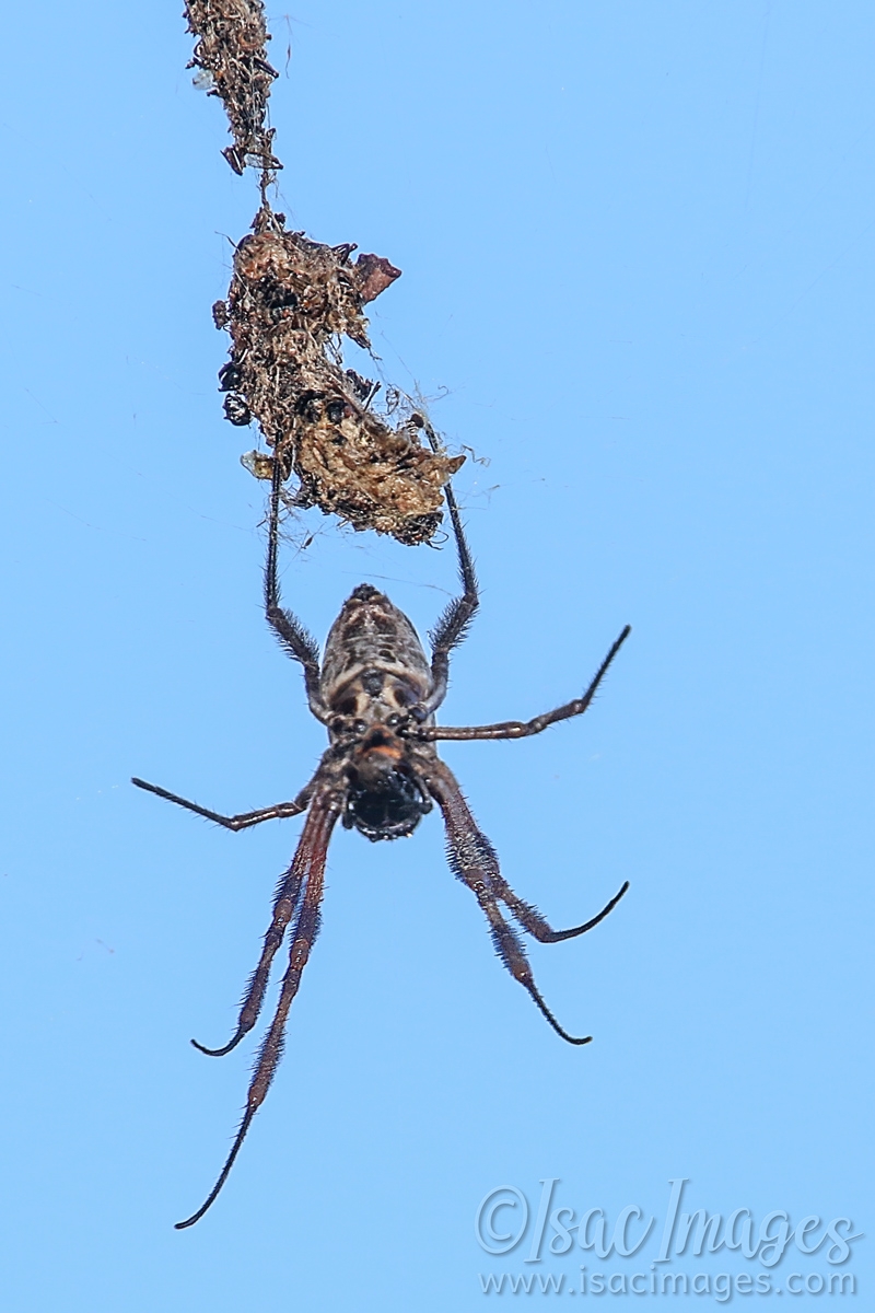 Click image for larger version

Name:	8164-Spider.jpg
Views:	66
Size:	405.2 KB
ID:	485459