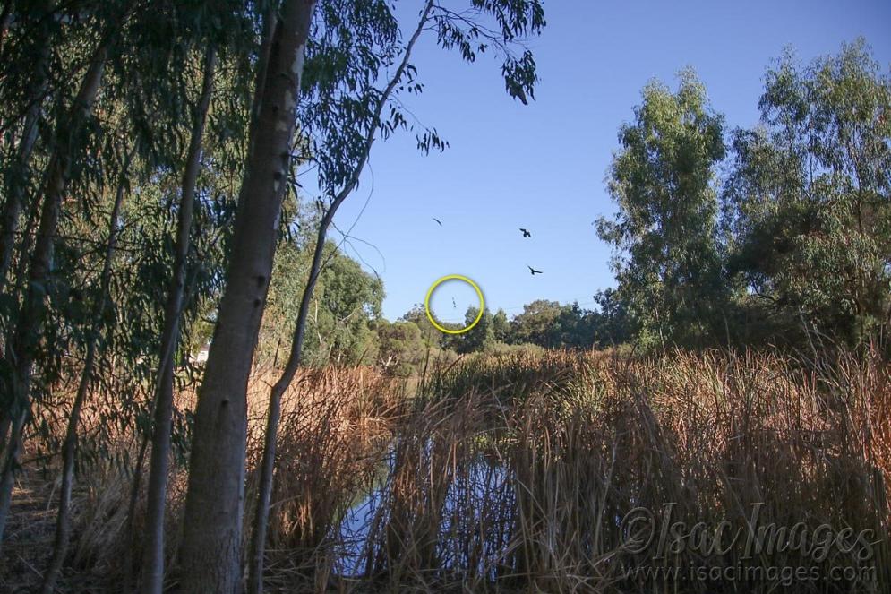 Click image for larger version

Name:	8163-Spider_18mm.jpg
Views:	66
Size:	148.1 KB
ID:	485460
