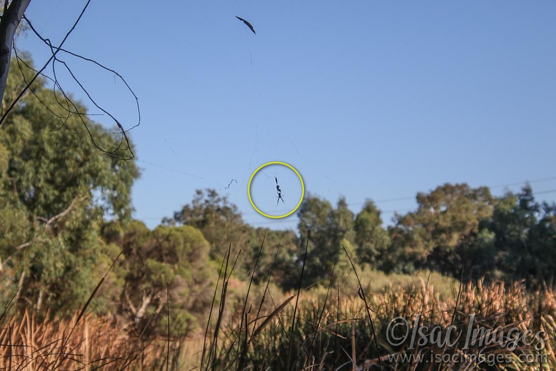 Click image for larger version

Name:	816-Spider_60mm.jpg
Views:	77
Size:	98.9 KB
ID:	485461