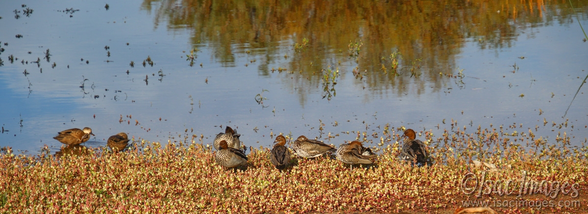Click image for larger version

Name:	8100-Lake_after_first_rains.jpg
Views:	44
Size:	483.3 KB
ID:	485470
