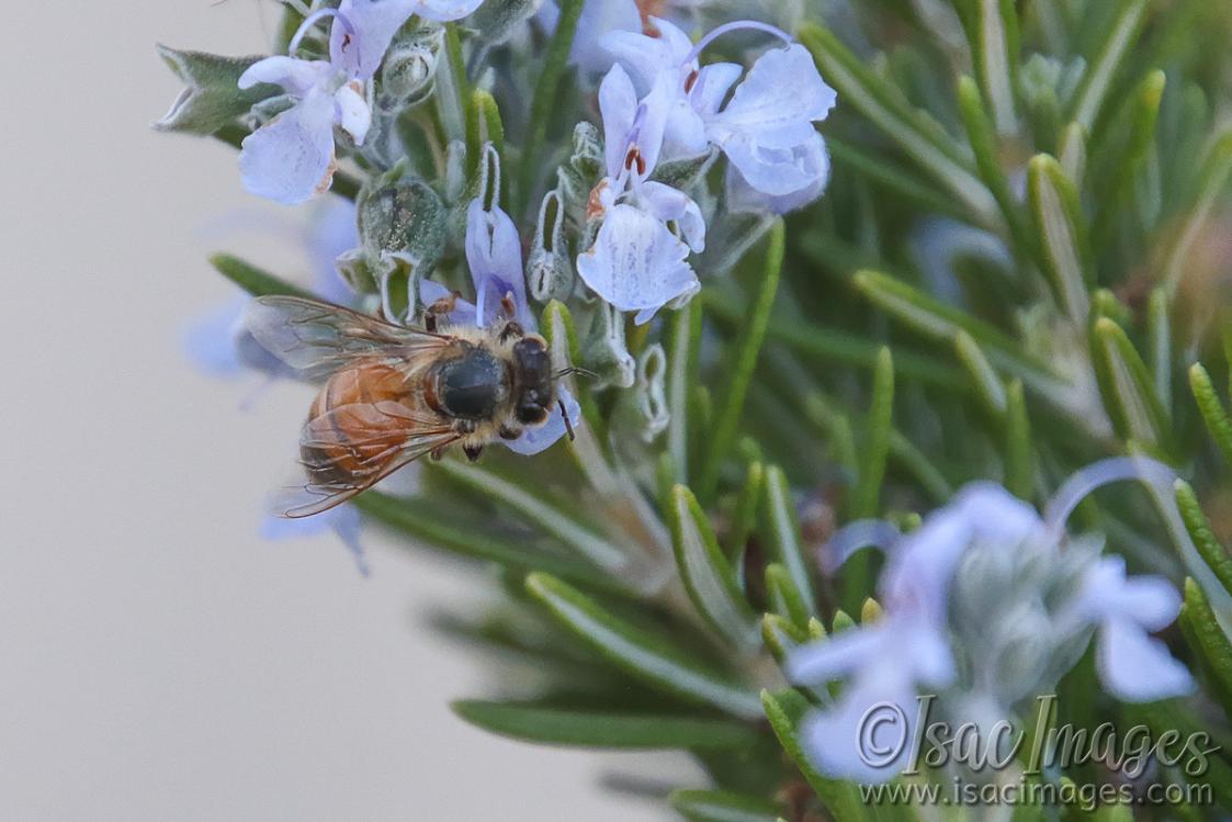 Click image for larger version

Name:	8328-Bee_in_Rosemary.jpg
Views:	40
Size:	86.3 KB
ID:	485536