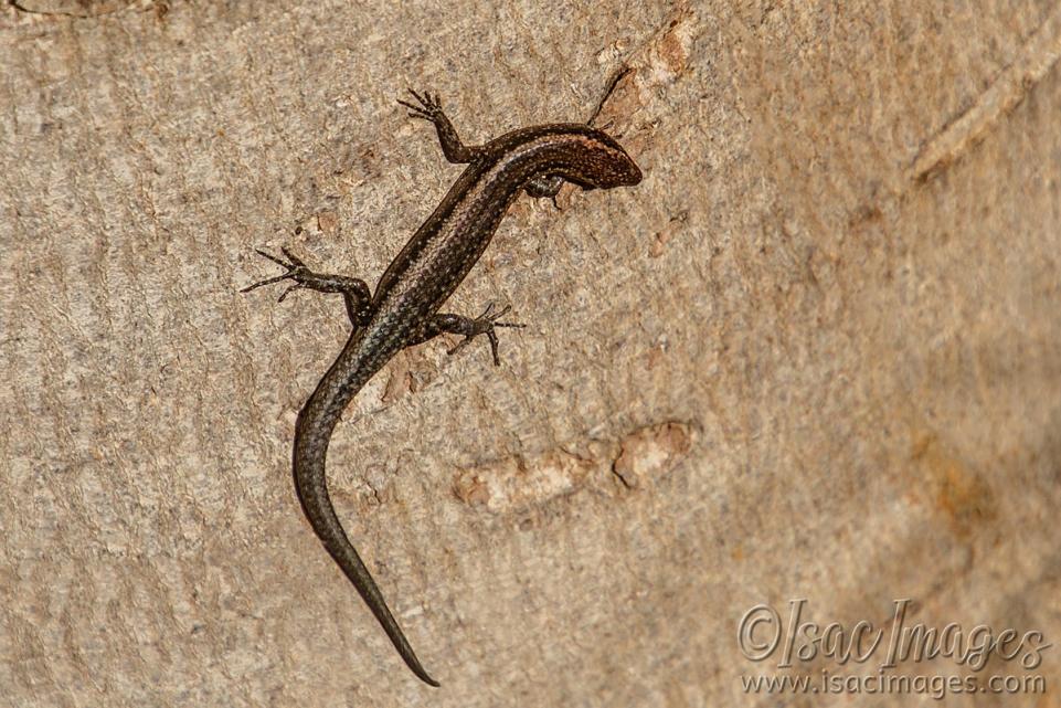 Click image for larger version

Name:	8404-Skink.jpg
Views:	106
Size:	129.3 KB
ID:	485577