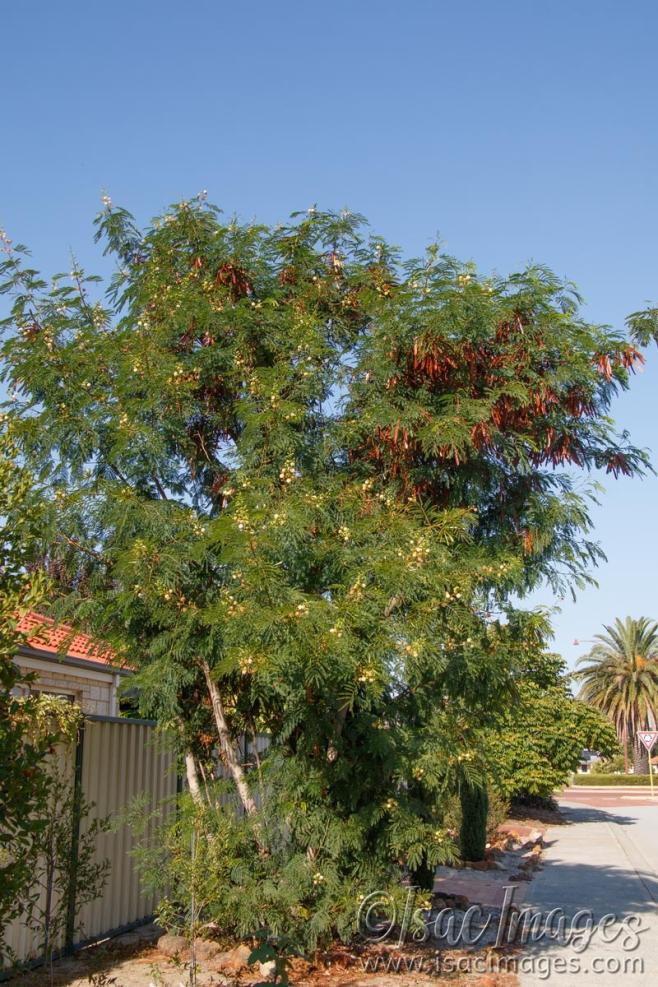 Click image for larger version

Name:	8424-Leucaena_leucocephala.jpg
Views:	84
Size:	142.9 KB
ID:	485579