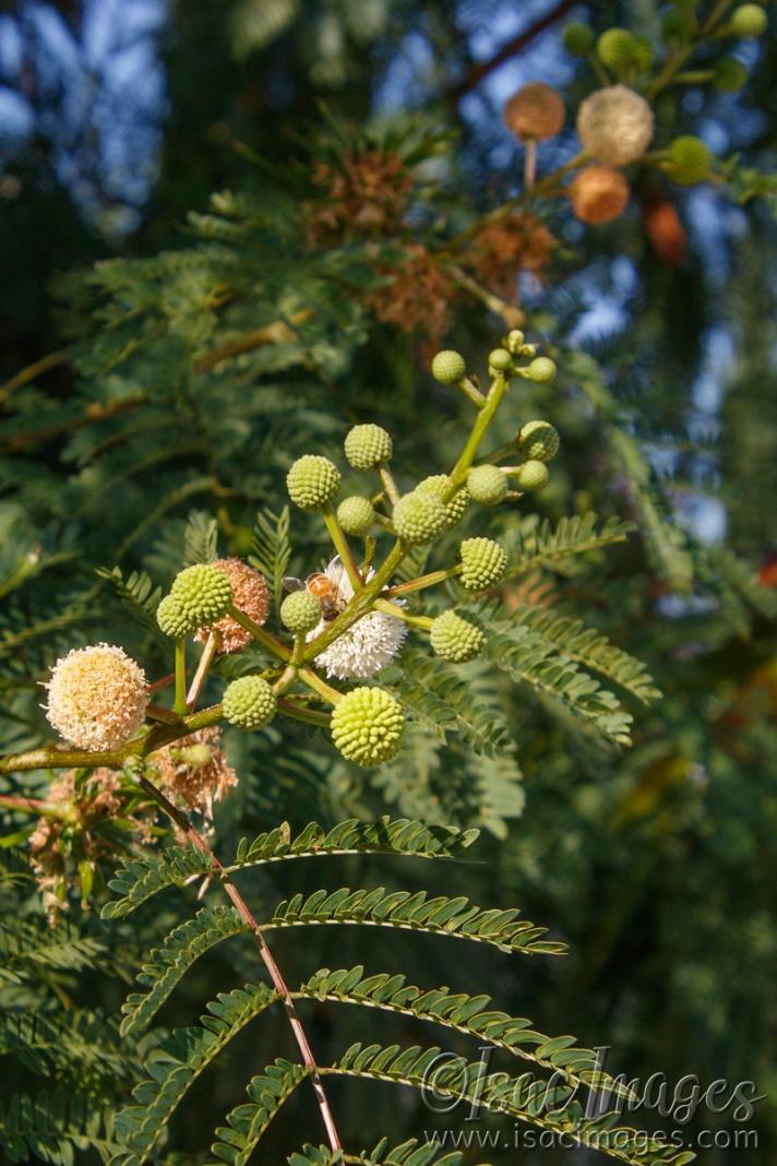 Click image for larger version

Name:	8426-Leucaena_leucocephala.jpg
Views:	71
Size:	111.8 KB
ID:	485580