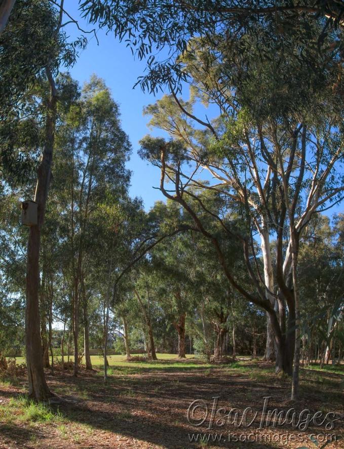 Click image for larger version

Name:	8438-Trees_Pano_2xH.jpg
Views:	52
Size:	159.7 KB
ID:	485582