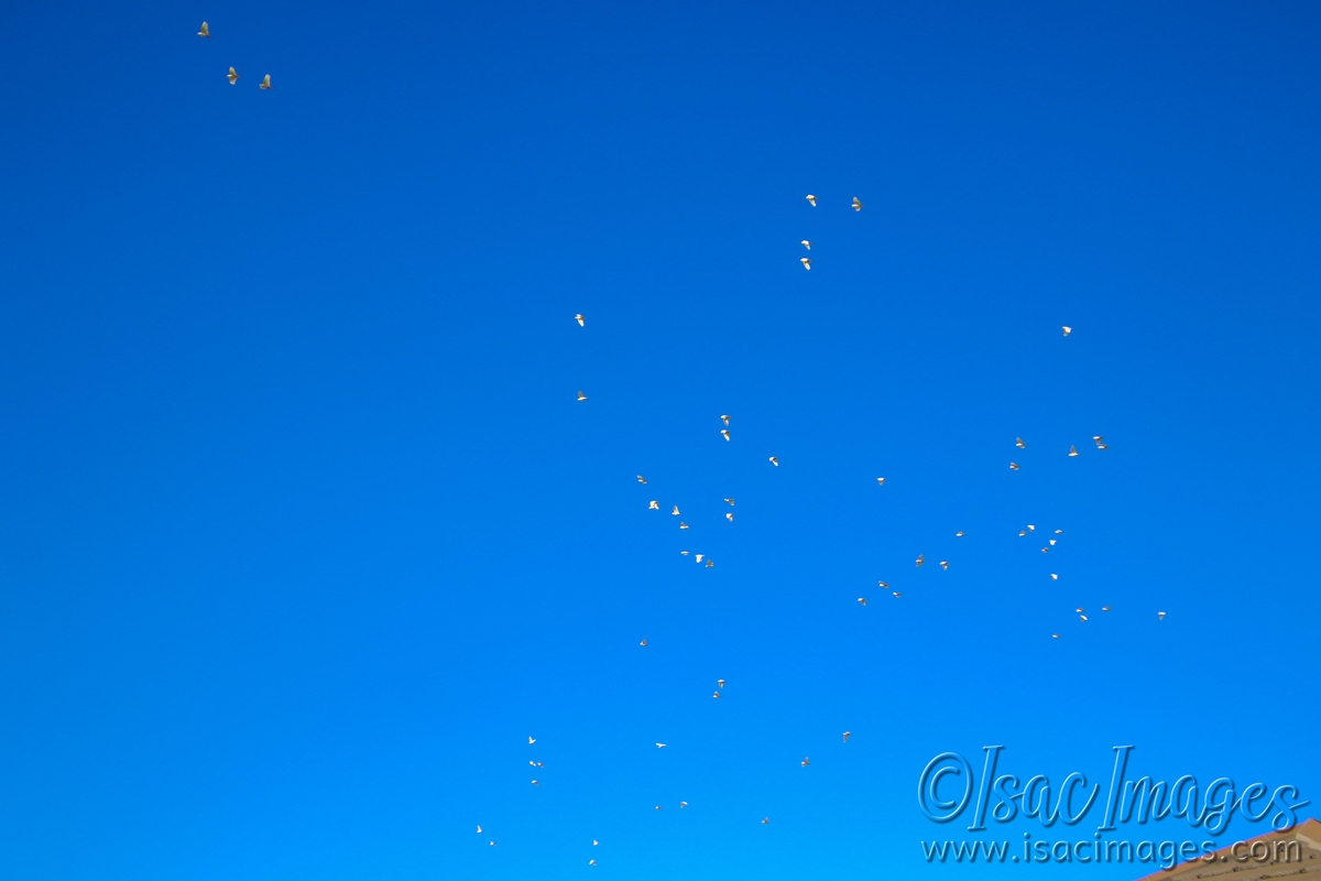 Click image for larger version

Name:	8366-Corellas_62.jpg
Views:	66
Size:	361.9 KB
ID:	485585
