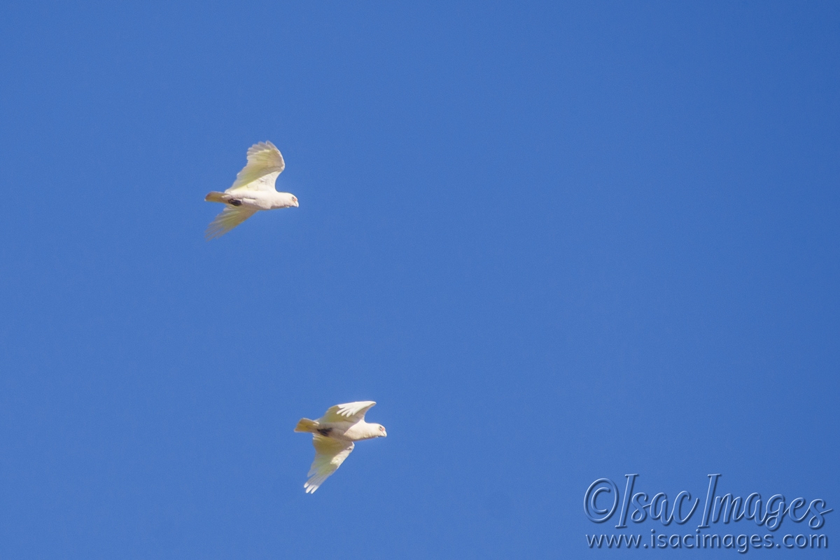 Click image for larger version

Name:	8364-Corellas_2.jpg
Views:	67
Size:	405.9 KB
ID:	485586
