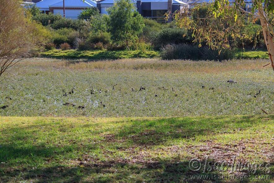 Click image for larger version

Name:	8580-Ducks_No_Water.jpg
Views:	42
Size:	156.4 KB
ID:	485785