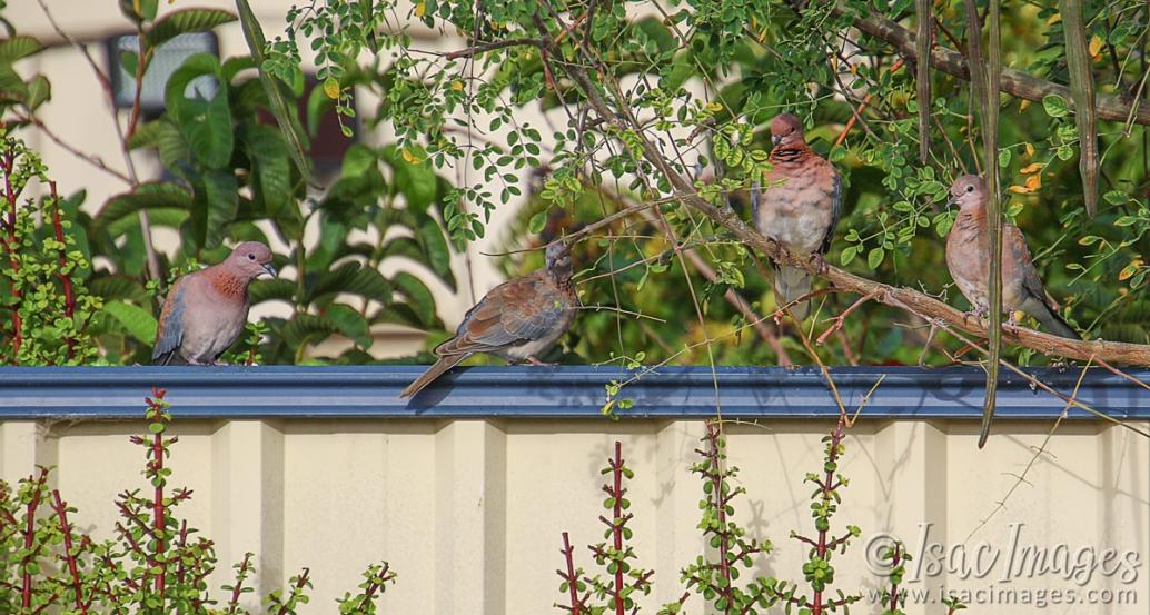Click image for larger version

Name:	8486-Doves.jpg
Views:	48
Size:	127.9 KB
ID:	485789