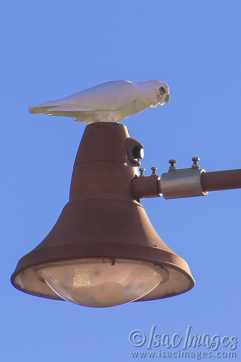 Click image for larger version

Name:	8704-Corella.jpg
Views:	62
Size:	416.0 KB
ID:	485971