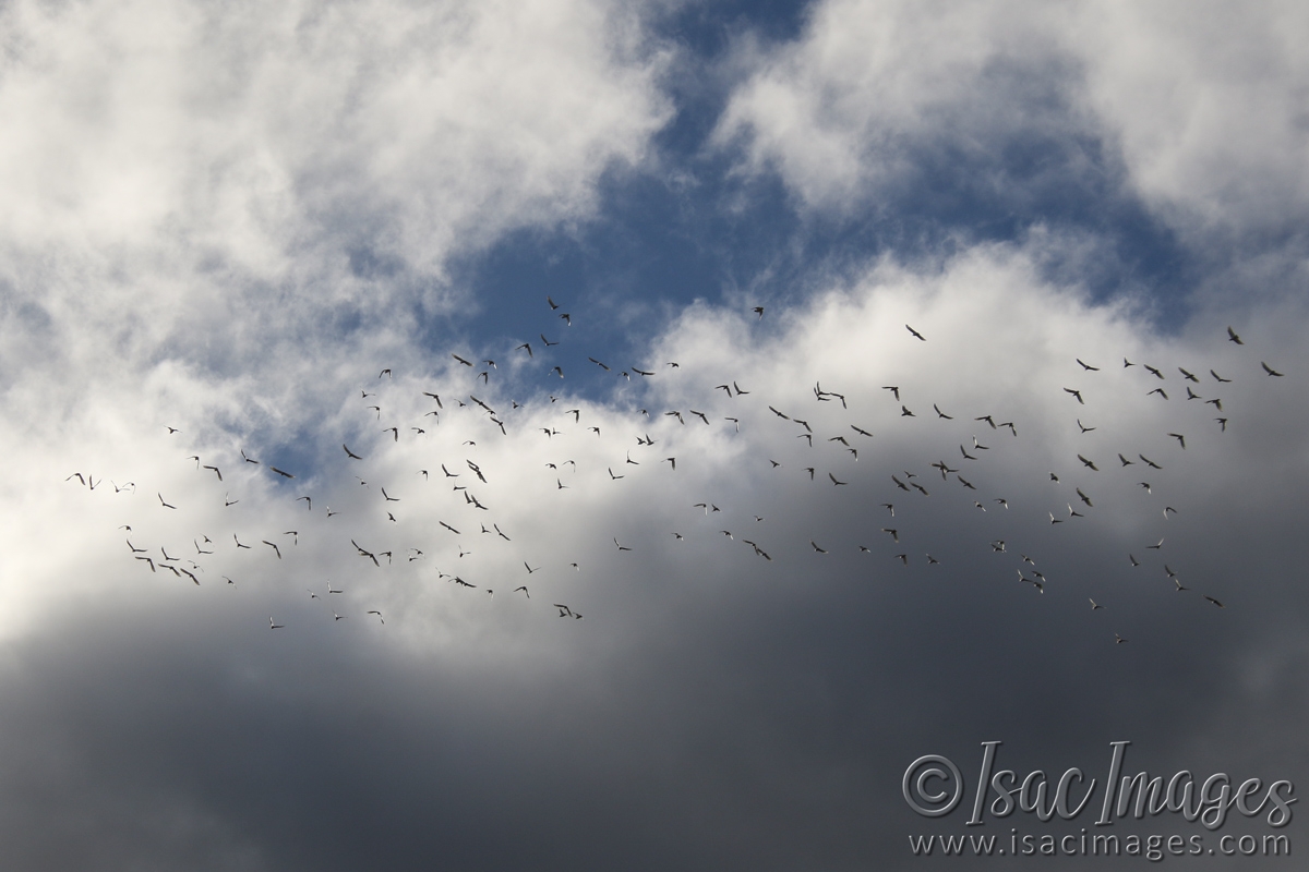 Click image for larger version

Name:	8710-Corellas.jpg
Views:	57
Size:	404.2 KB
ID:	485972