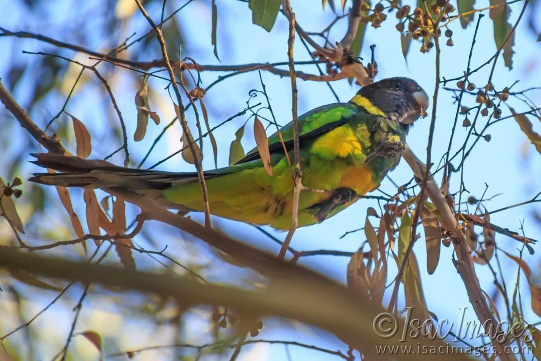 Click image for larger version

Name:	8655-Twenty_Eight_Parrot.jpg
Views:	62
Size:	118.2 KB
ID:	485973