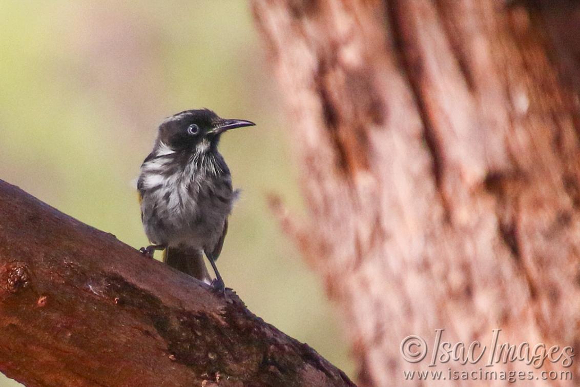Click image for larger version

Name:	8817-White-Cheeked_Honeyeater_Juvenile.jpg
Views:	42
Size:	96.7 KB
ID:	486060