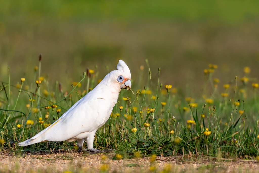 Click image for larger version

Name:	Corella 2 (edited).jpg
Views:	72
Size:	377.1 KB
ID:	469740