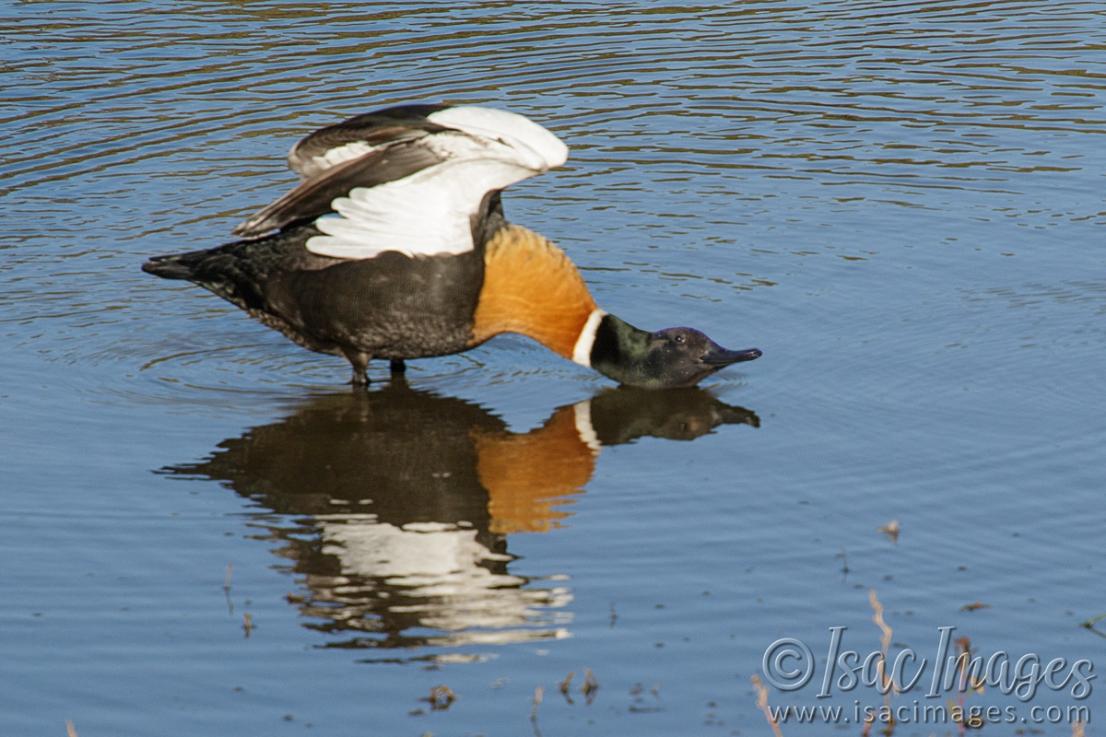 Click image for larger version

Name:	9005-Shelduck_Male.jpg
Views:	32
Size:	106.3 KB
ID:	486269